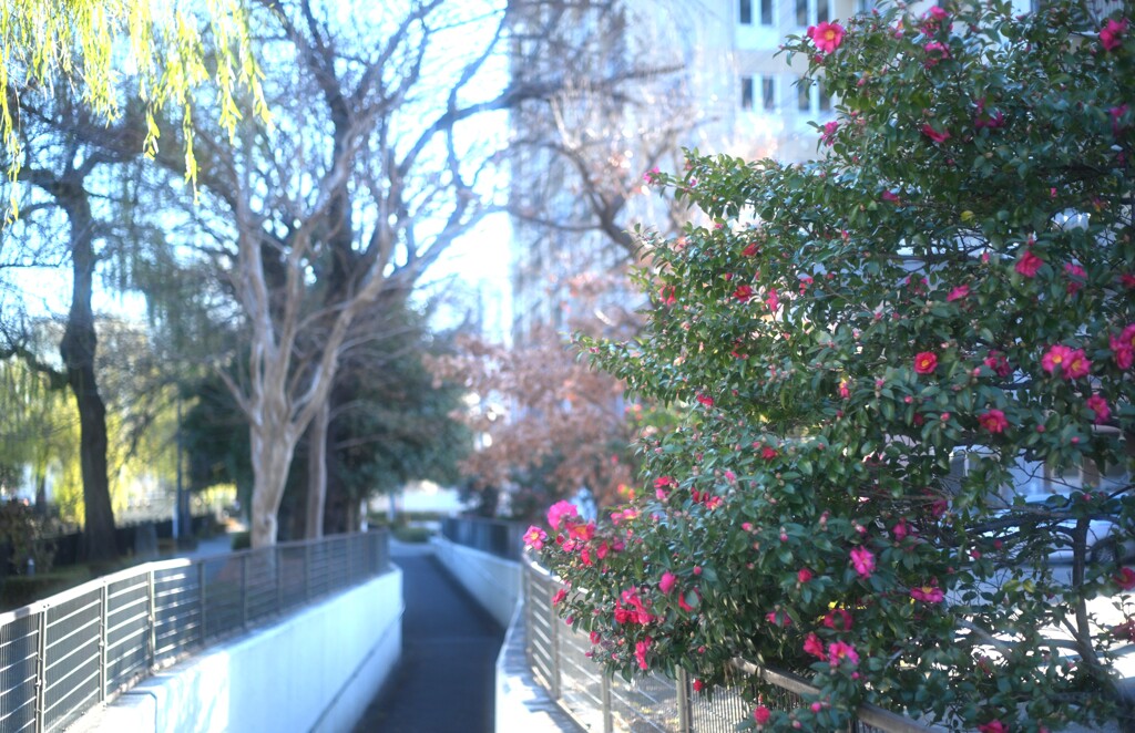穏やかな年末②
