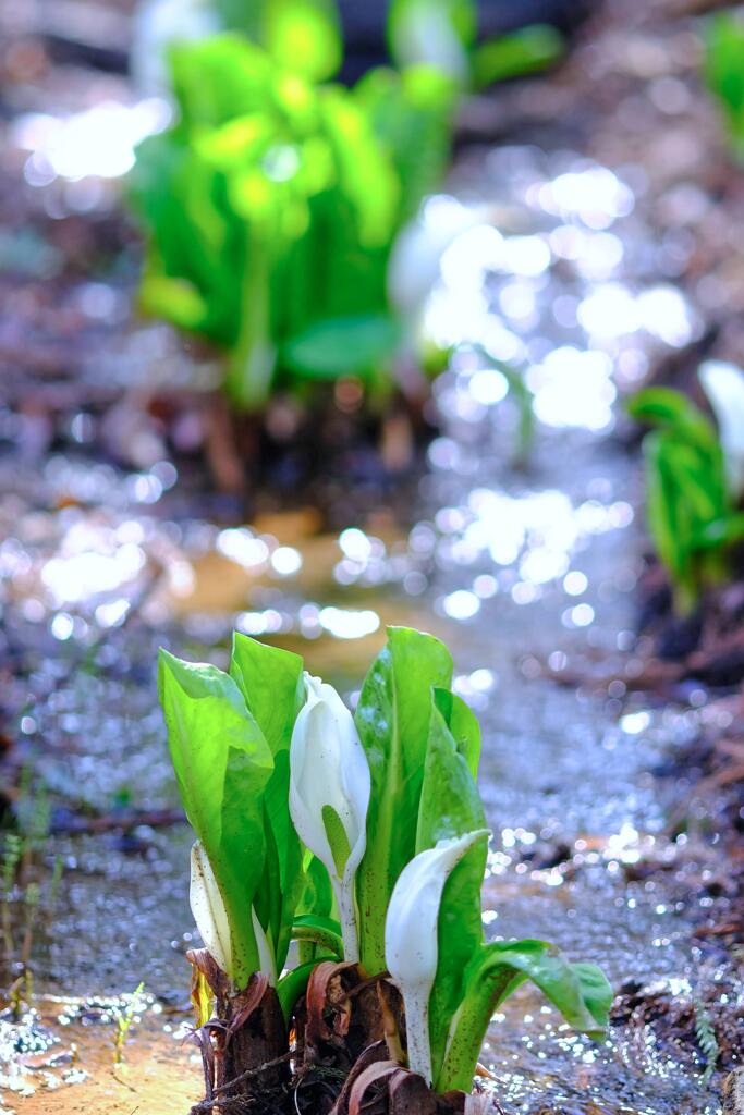 水芭蕉②