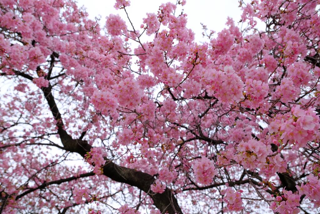 敷島の河津桜①