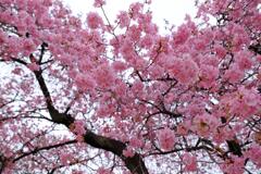 敷島の河津桜①