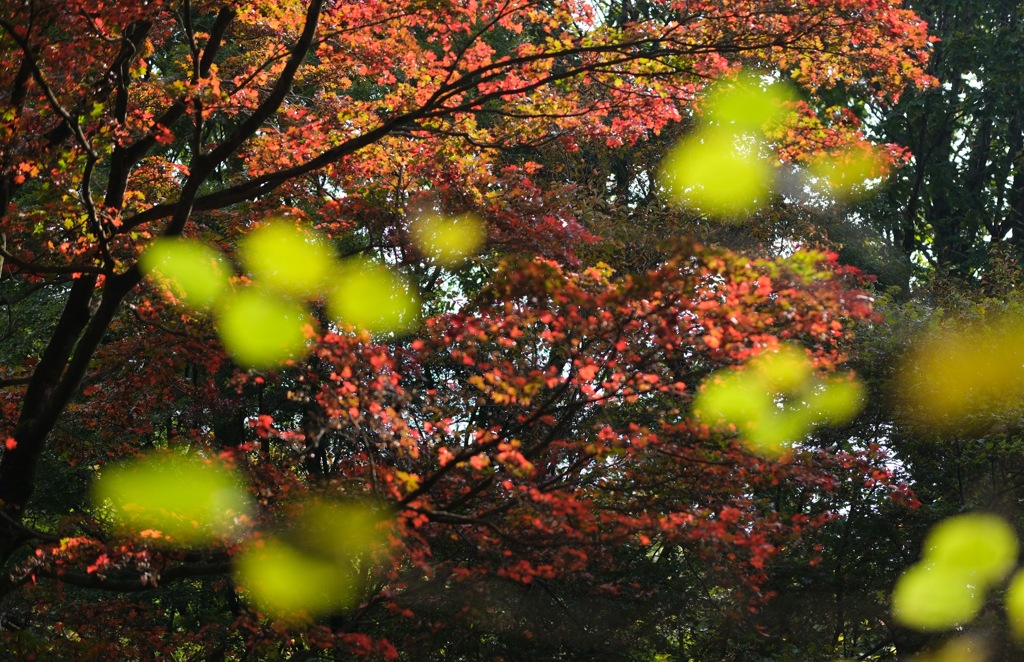 赤城自然園②