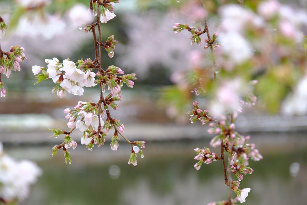 前橋公園⑥