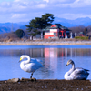 多々良沼の白鳥②