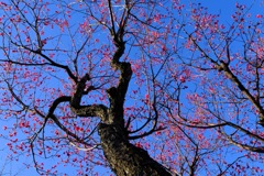 桐生南公園③