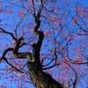 桐生南公園③
