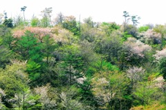 萌える山肌