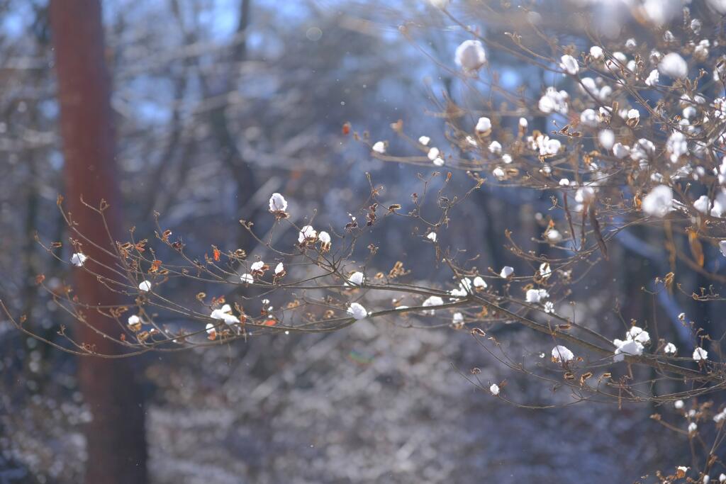 赤城自然園の雪景色⑤