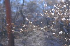 赤城自然園の雪景色⑤