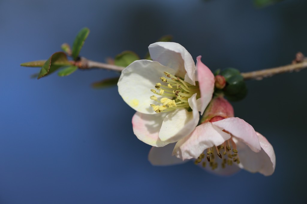 水際に咲く木瓜の花③