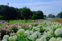 荻窪公園⑤