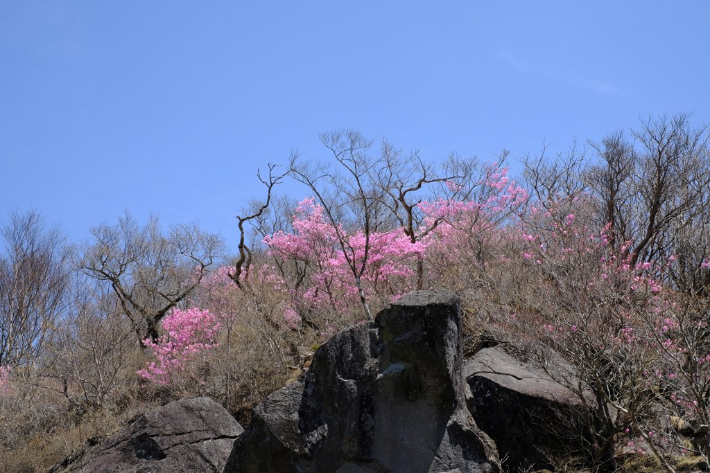 映える