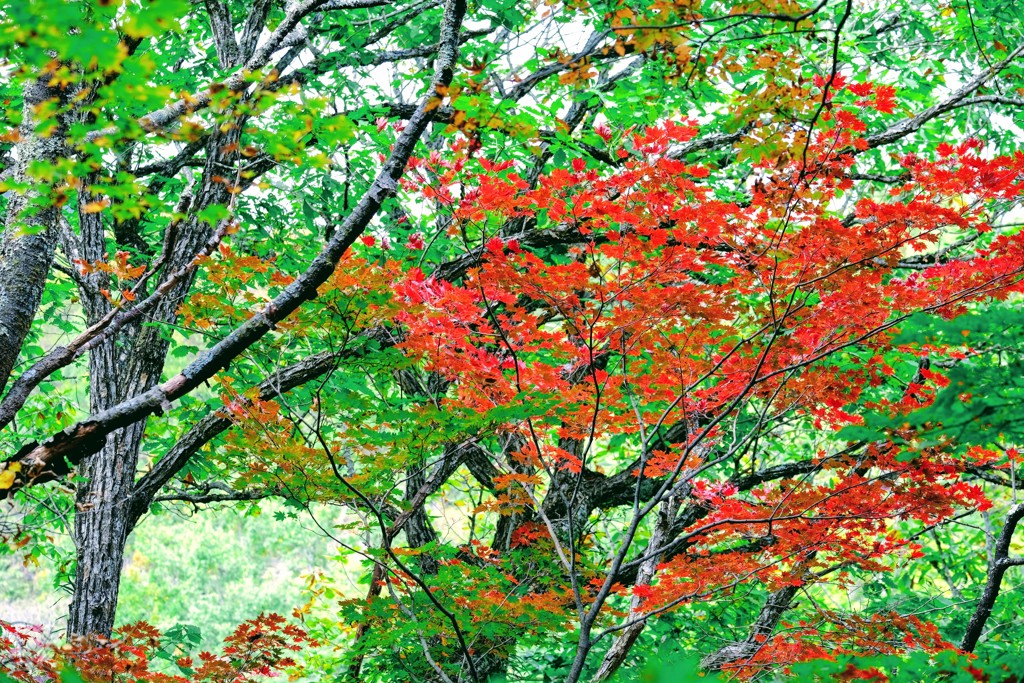 通りすがりの紅葉