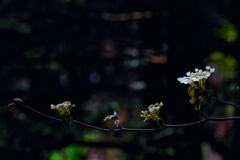 赤城自然園にて