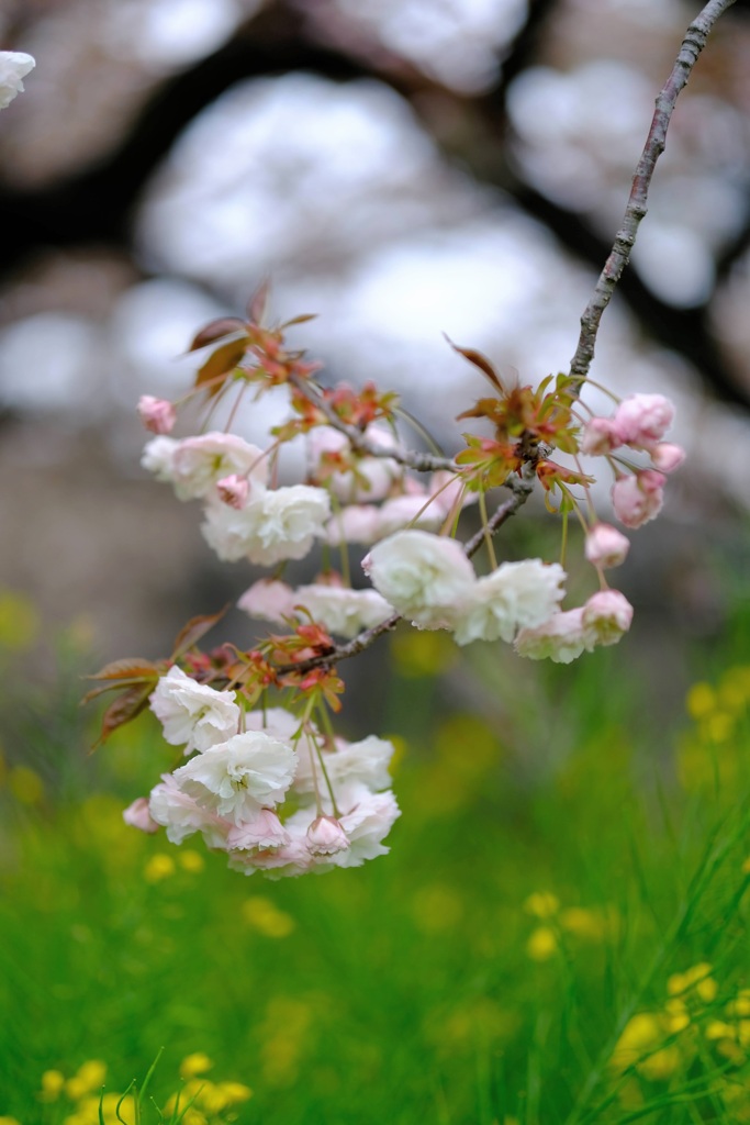 八重桜