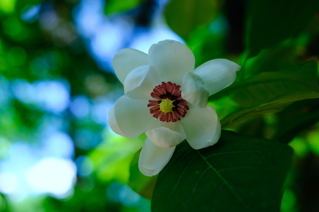 赤城自然園の花①