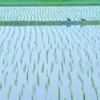 水田