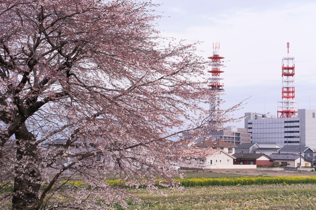 散歩コースの春②