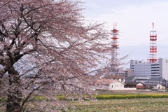 散歩コースの春②
