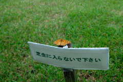 入らないでチョウだい
