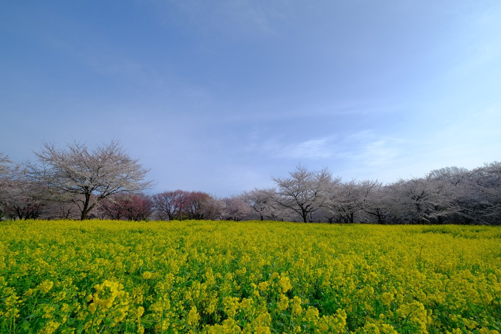 桜のある風景③