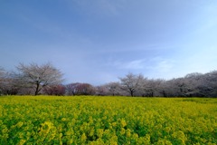 桜のある風景③