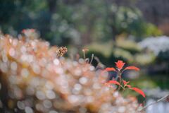初冬の赤城自然園④