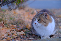 主