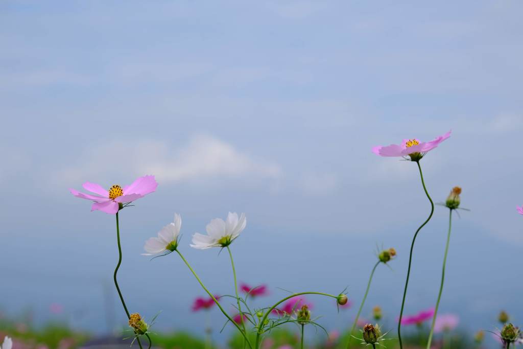 秋の彩り①