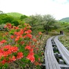 覚満淵のツツジ③