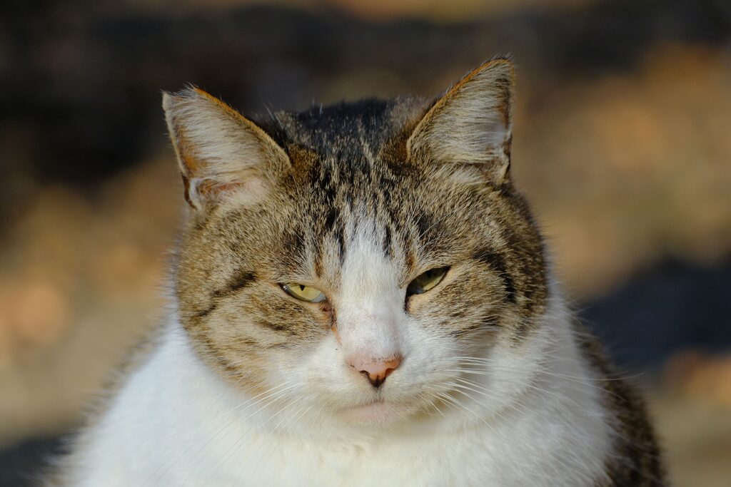 主