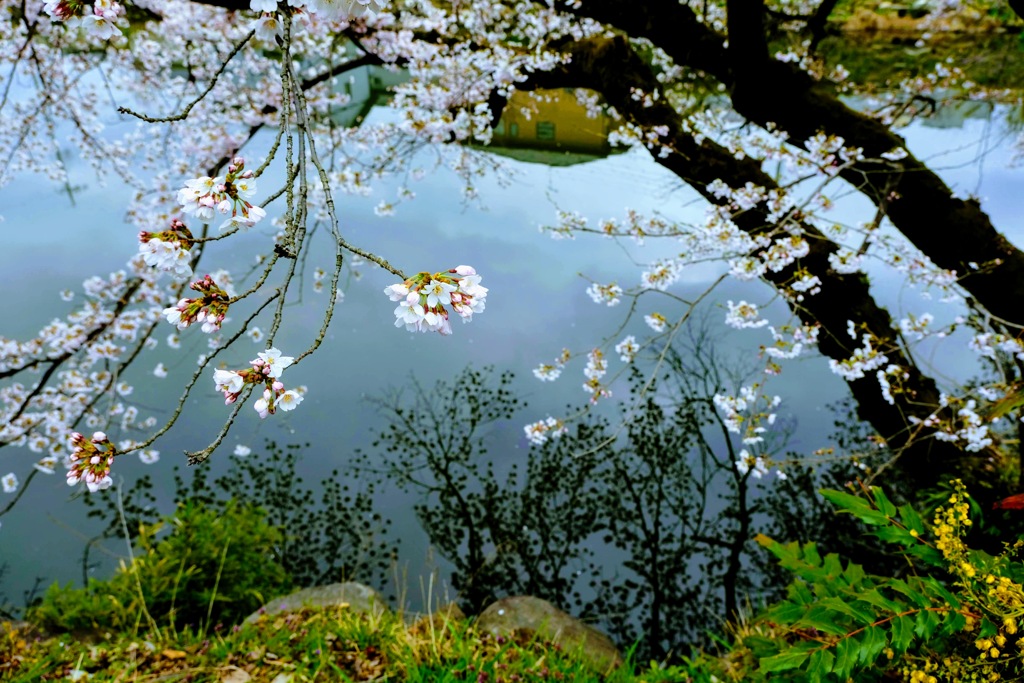 桜①.