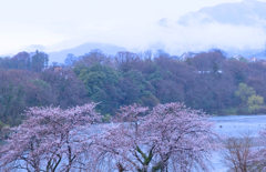 花冷えの日①