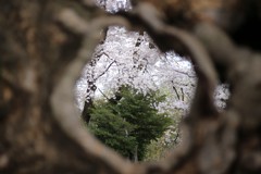 枯木からの景色①