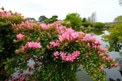 つつじが岡公園①