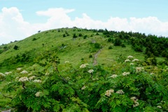 湯ノ丸山登山道