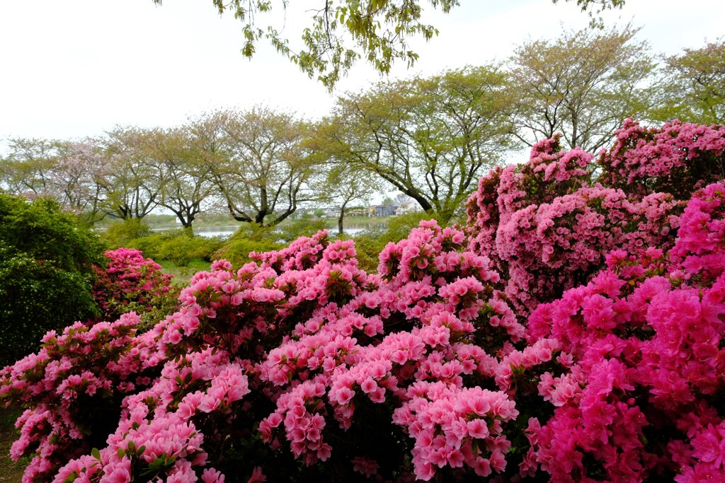 つつじが岡公園⑤