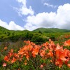 覚満淵のツツジ②