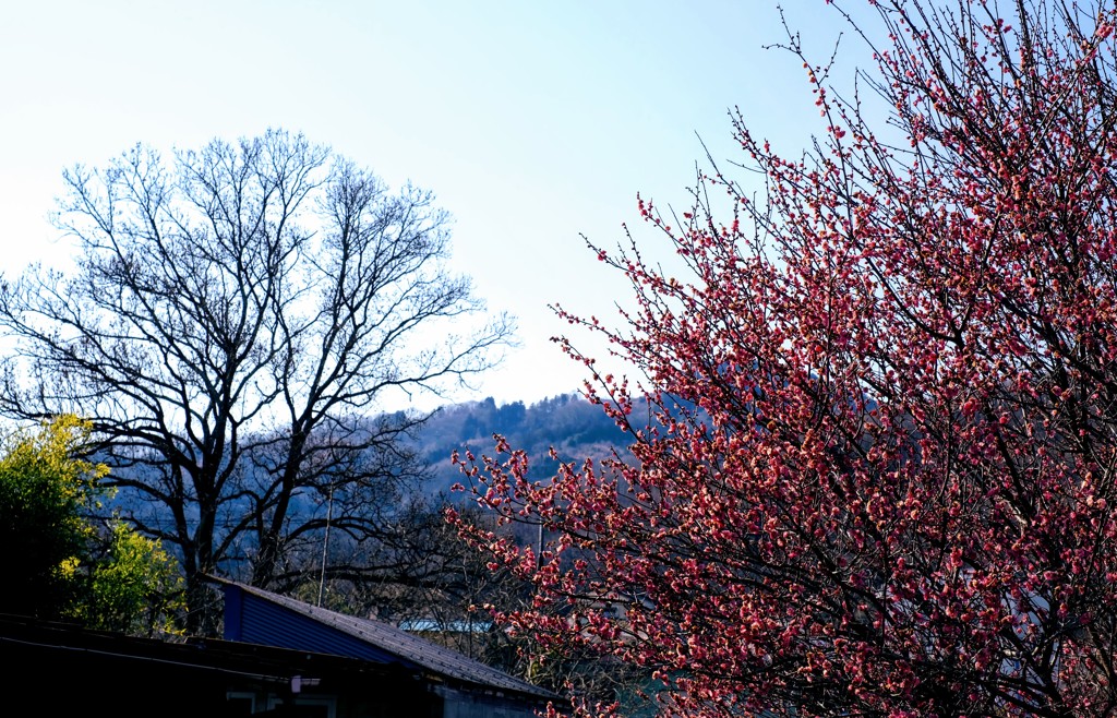 宝登山の紅梅①