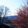 宝登山の紅梅①