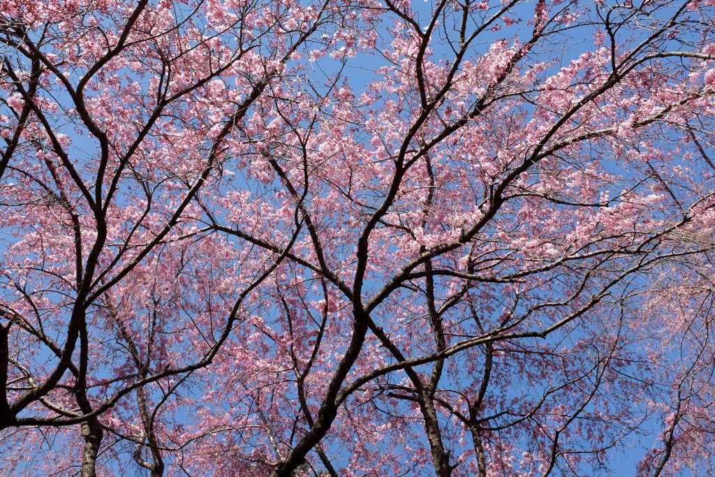 枝も負けてない