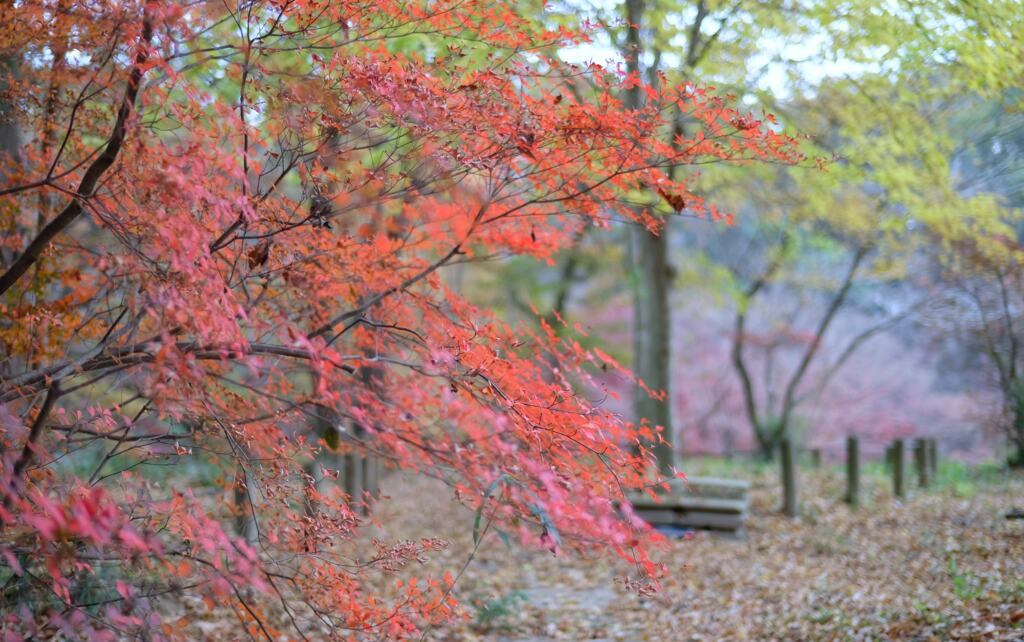 嶺公園の紅葉①