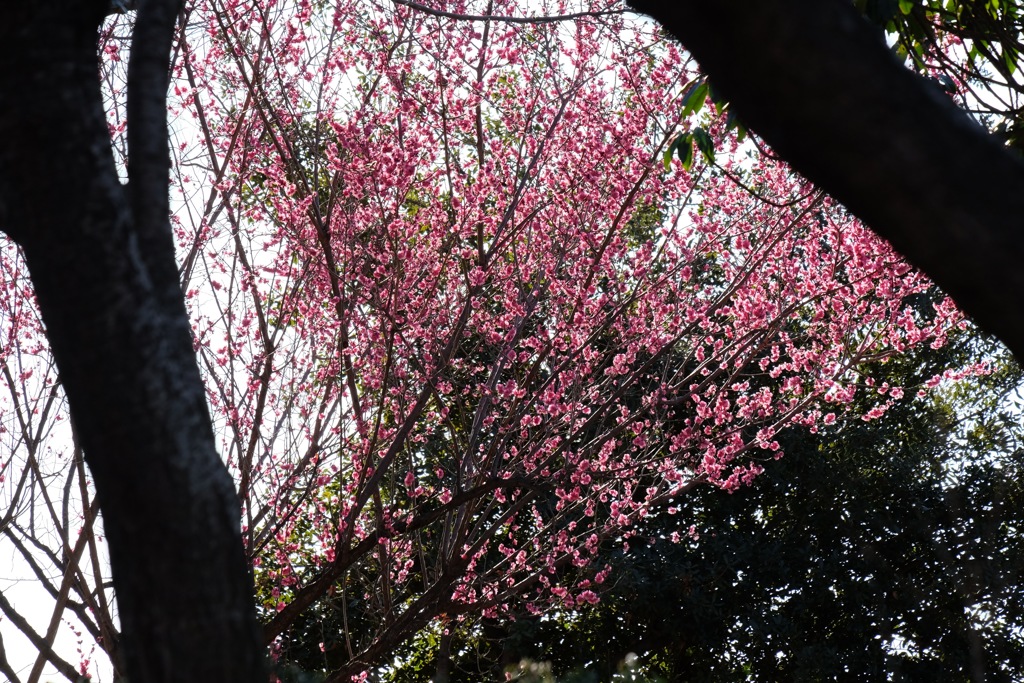 春を呼ぶ紅梅