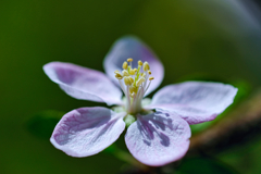 りんごの花①