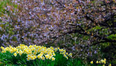 桜に代わって