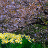 桜に代わって