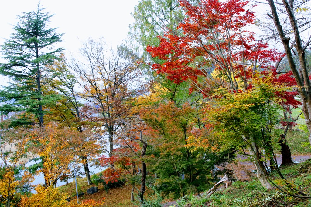 前森公園の紅葉②