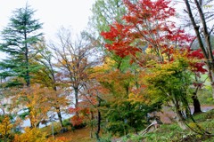 前森公園の紅葉②
