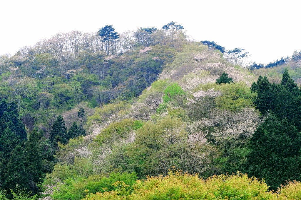春模様