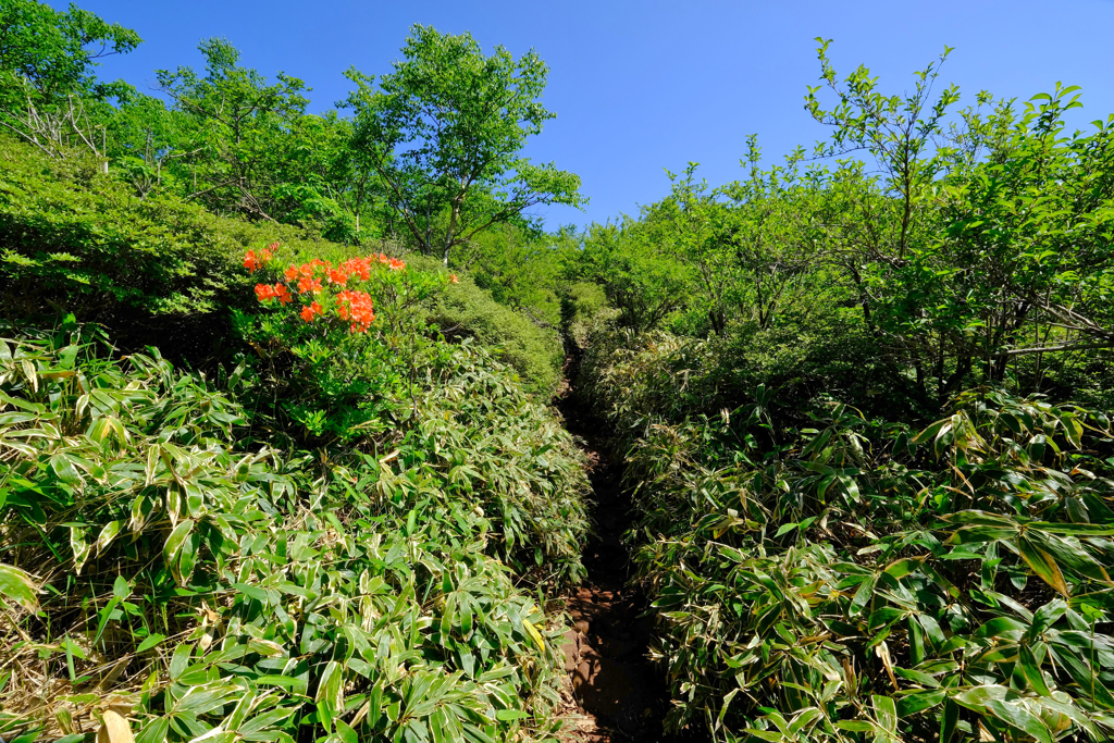 登山道