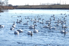 烏川の白鳥③